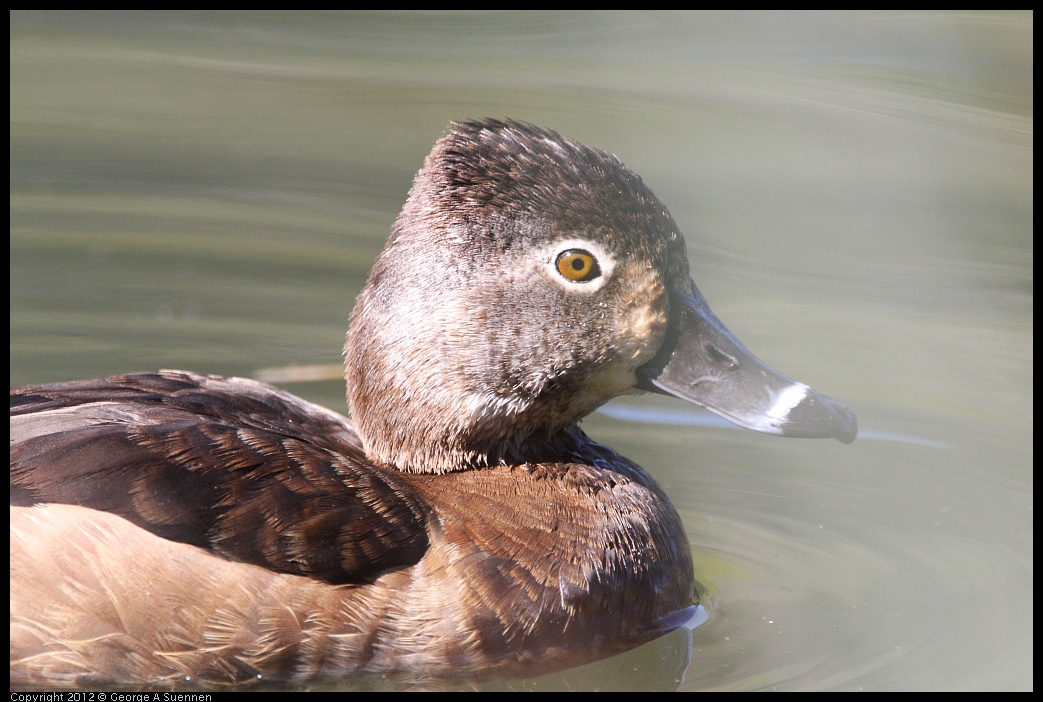 0303-105803-01.jpg - Ring-necked Duck