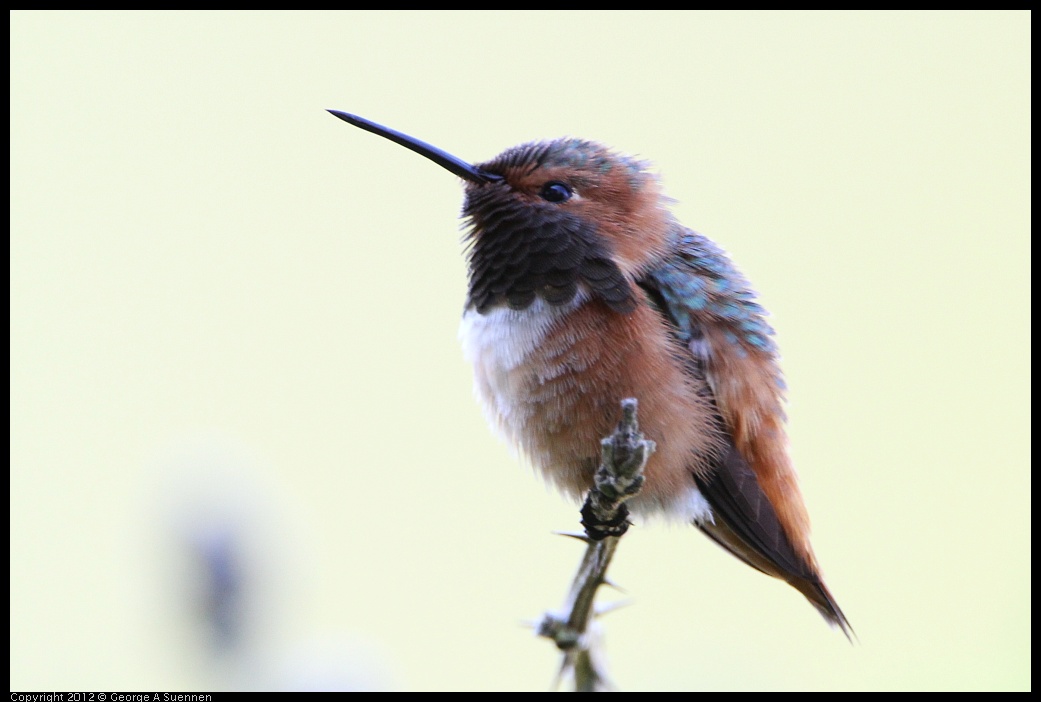 0303-110358-02.jpg - Allen's Hummingbird