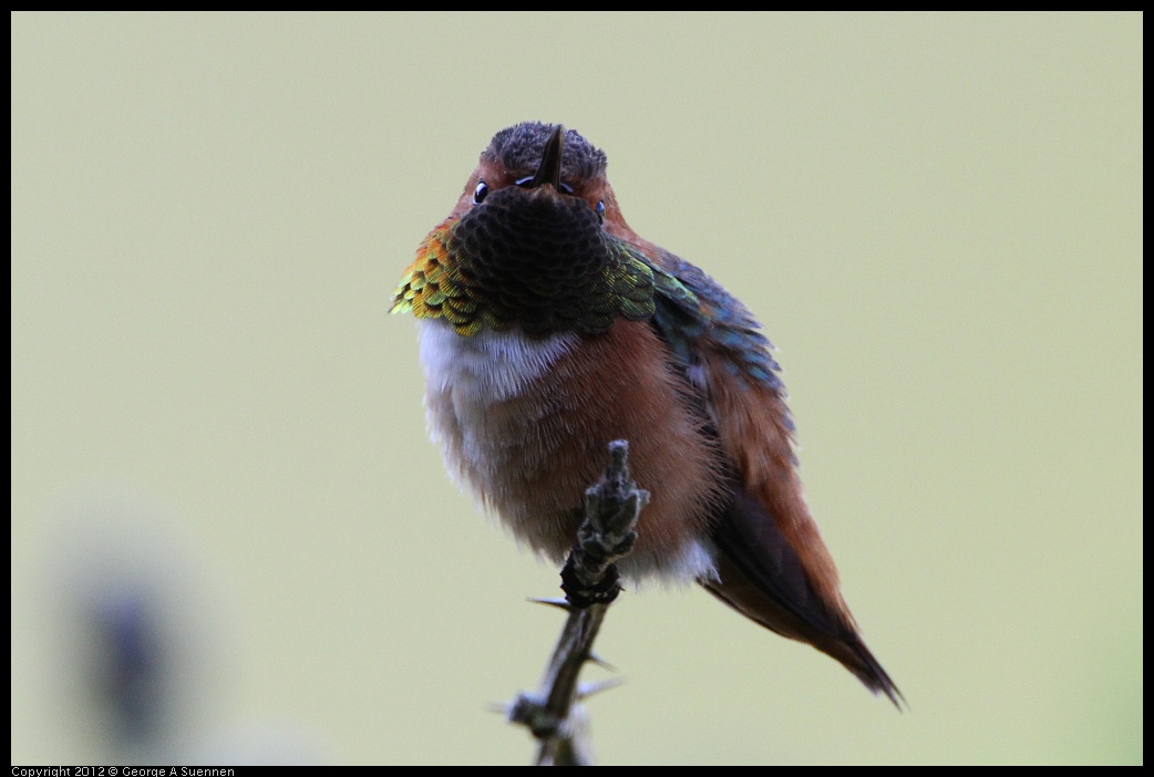 0303-110359-01.jpg - Allen's Hummingbird