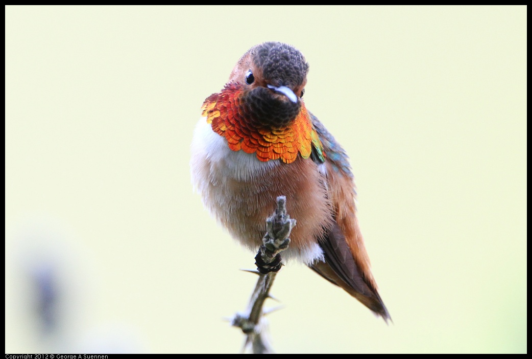 0303-110402-02.jpg - Allen's Hummingbird