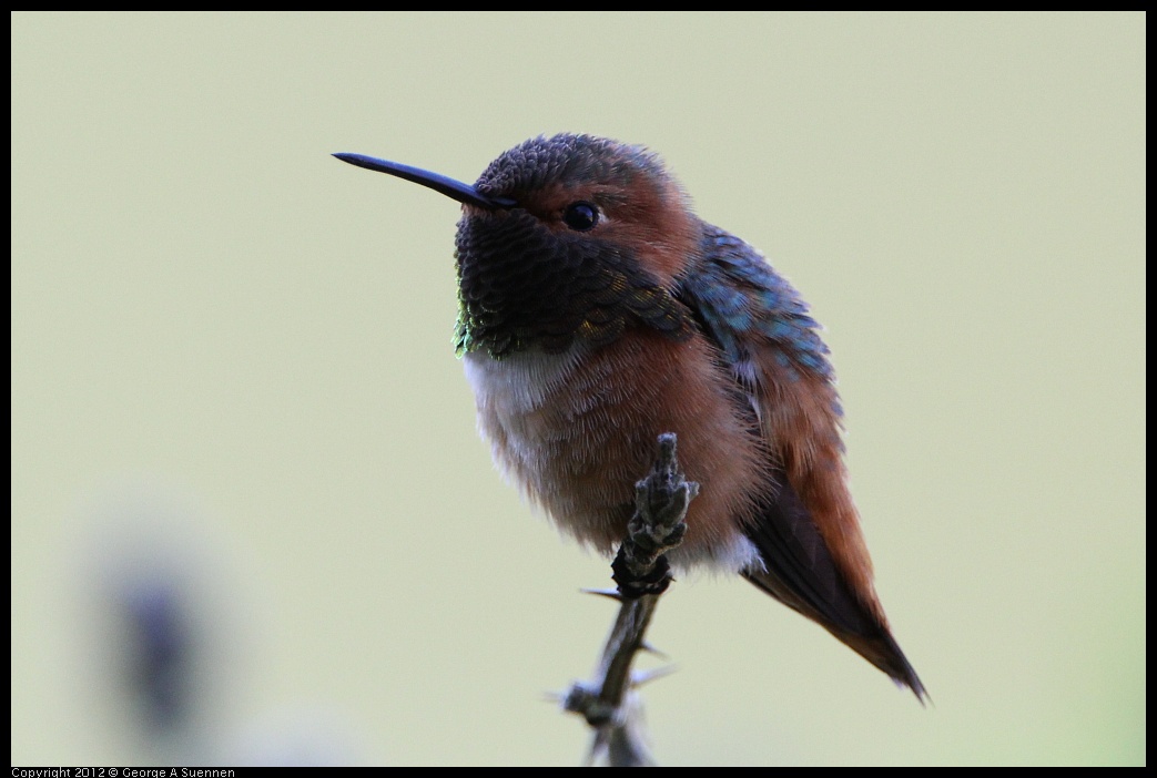 0303-110407-02.jpg - Allen's Hummingbird