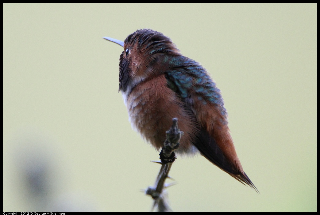 0303-110409-03.jpg - Allen's Hummingbird