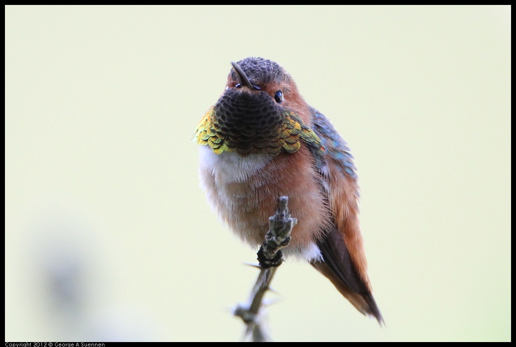 0303-110422-01.jpg - Allen's Hummingbird