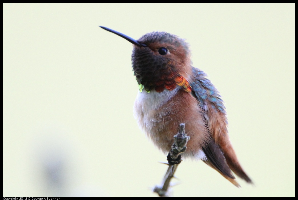 0303-110422-02.jpg - Allen's Hummingbird