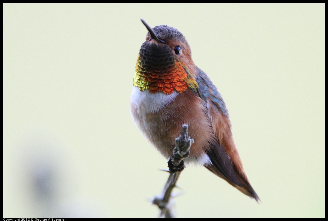 0303-110423-01.jpg - Allen's Hummingbird