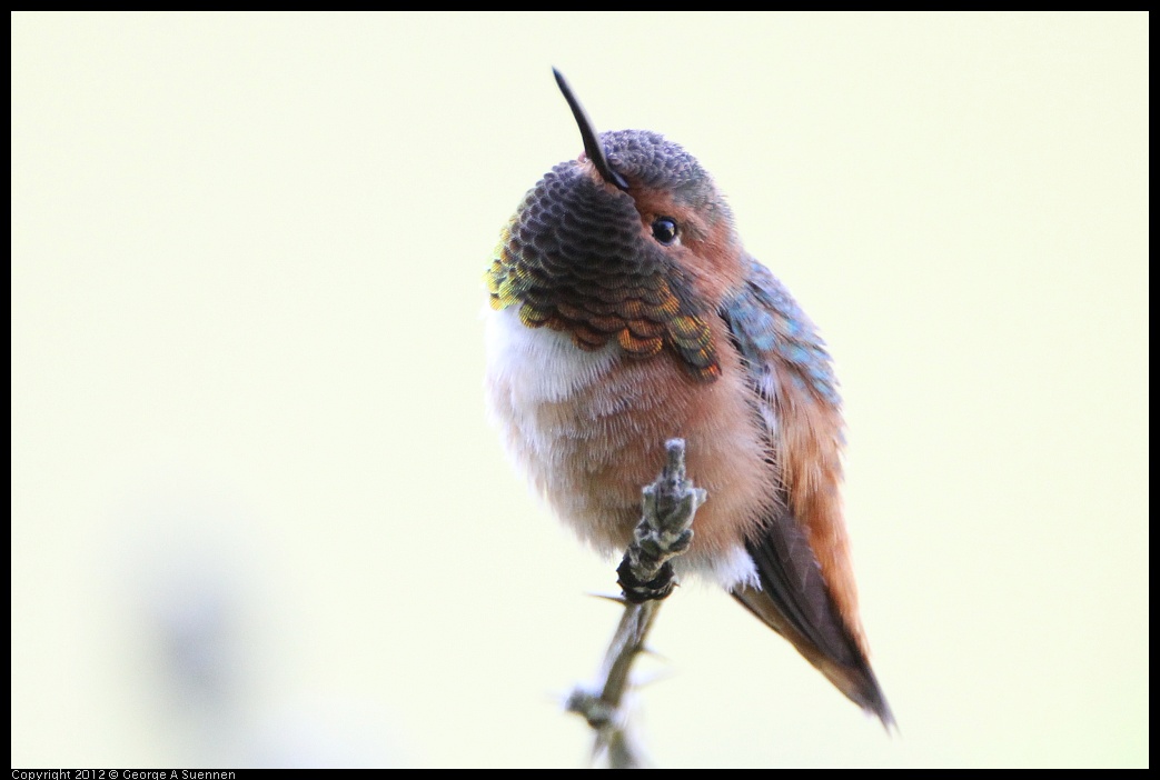 0303-110428-01.jpg - Allen's Hummingbird