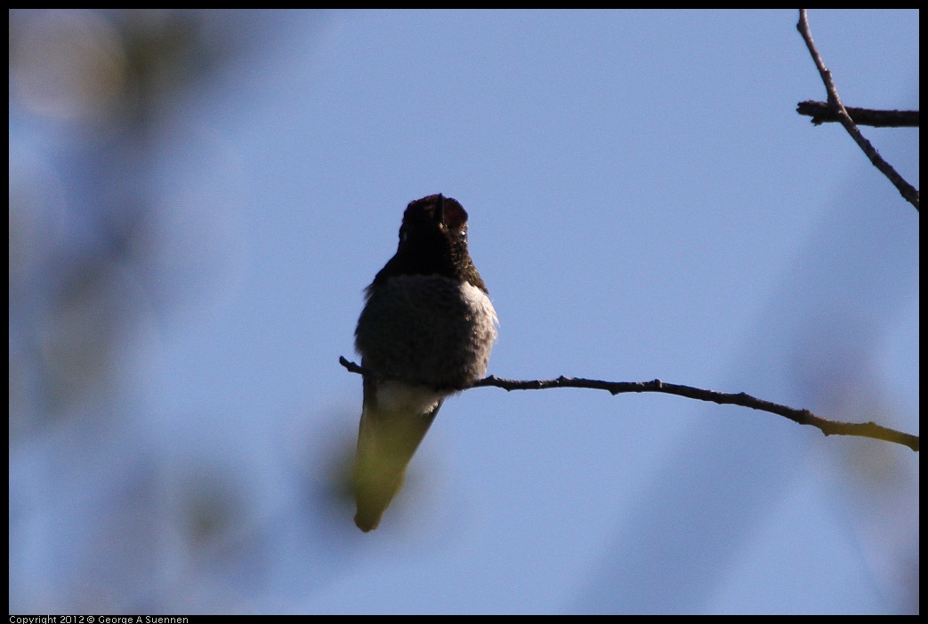 0304-095901-01.jpg - Anna's Hummingbird