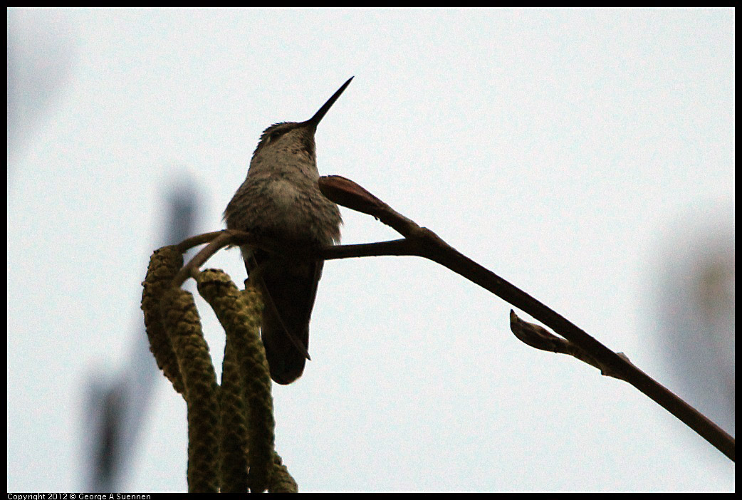 0304-101032-05.jpg - Anna's Hummingbird