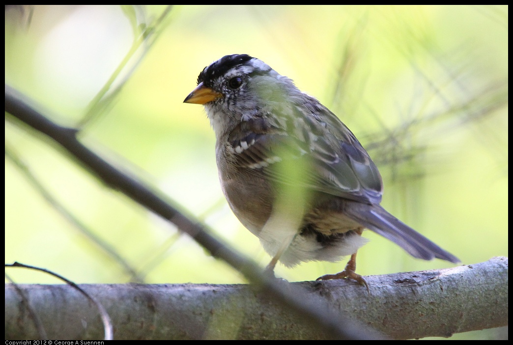 0304-101714-02.jpg - White-crowned Sparrow