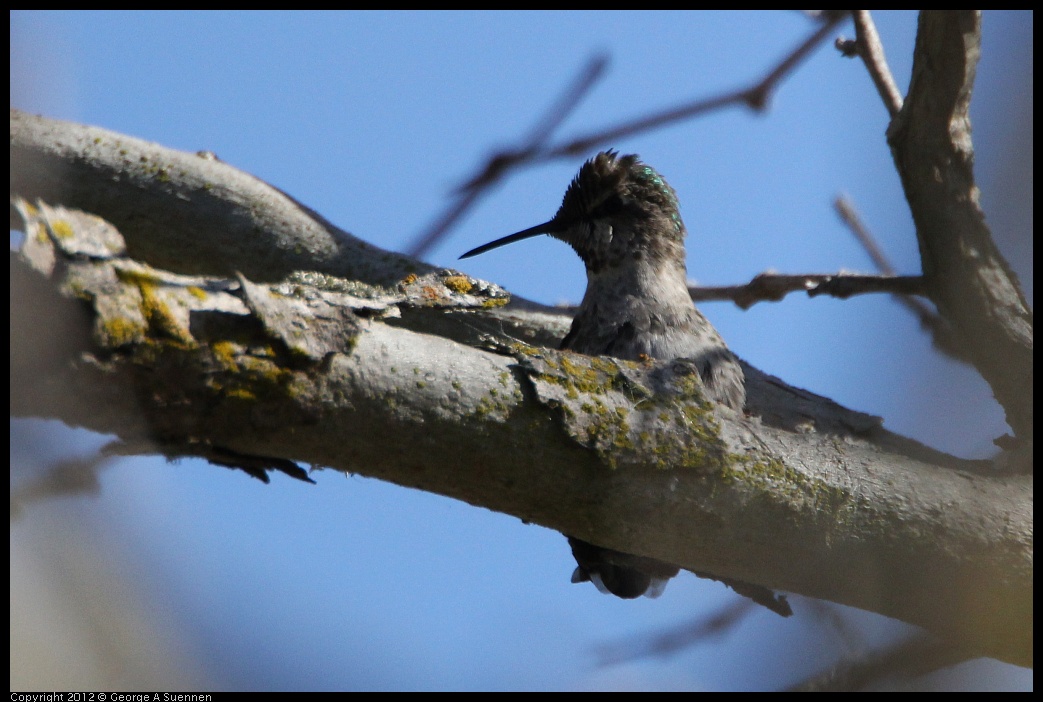 0304-104652-02.jpg - Anna's Hummingbird
