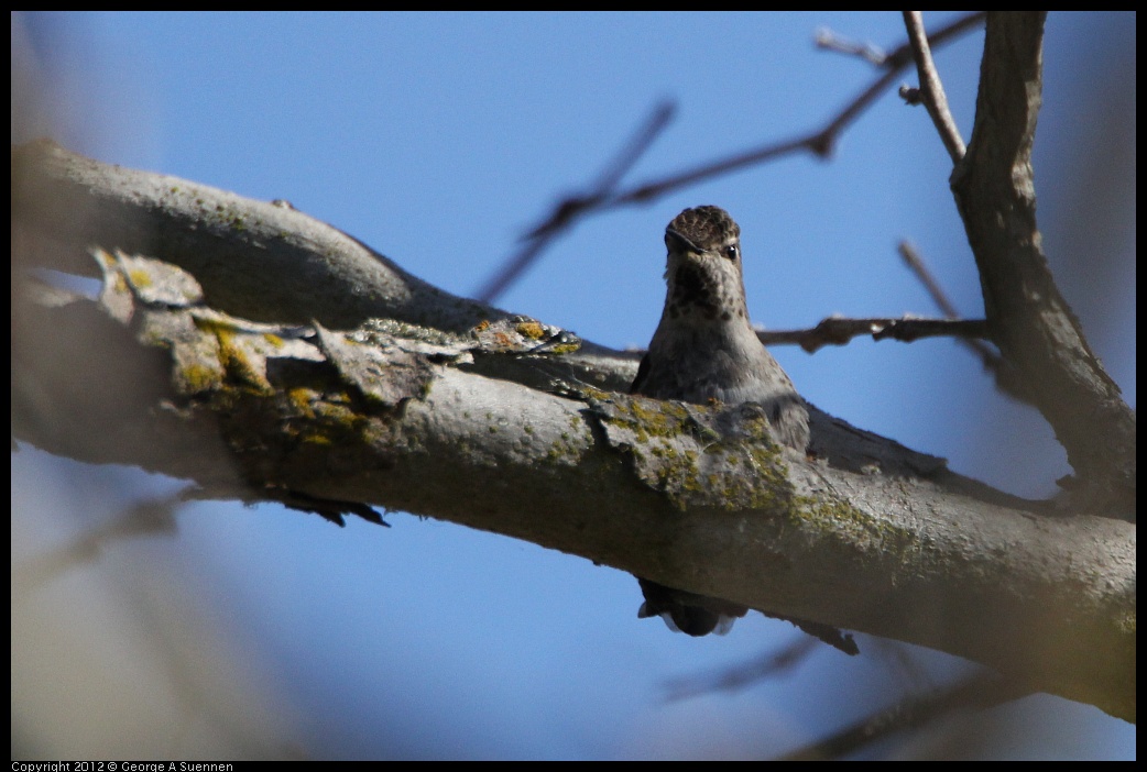 0304-104653-01.jpg - Anna's Hummingbird