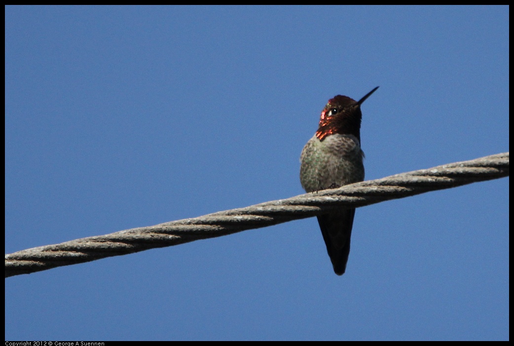 0304-111719-03.jpg - Anna's Hummingbird