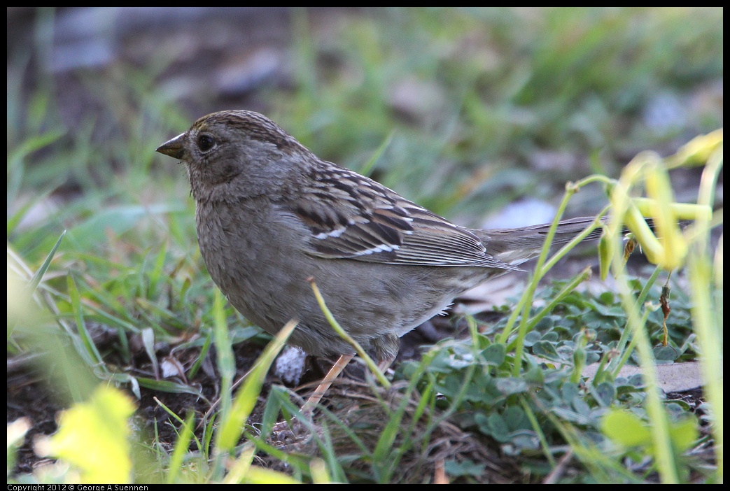 0307-095105-02.jpg - Golden-crowned Sparrow