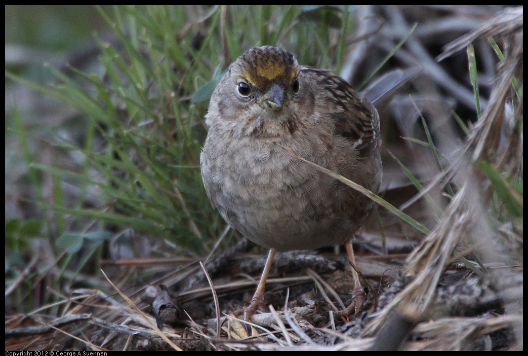 0307-095225-03.jpg - Golden-crowned Sparrow