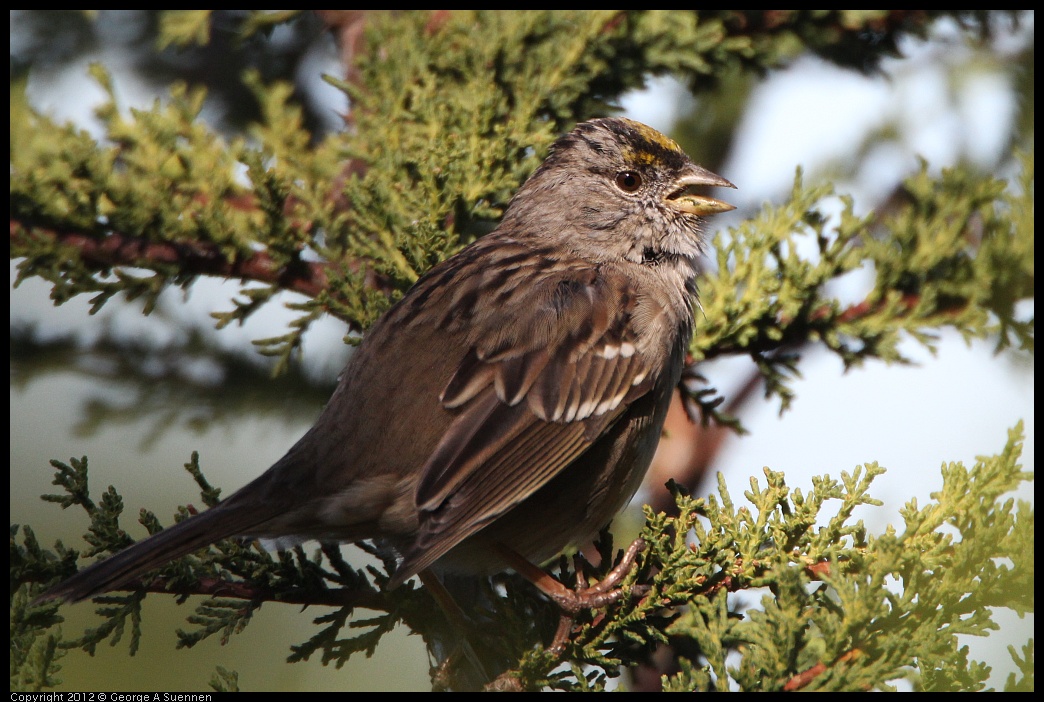 0307-095345-04.jpg - Golden-crowned Sparrow