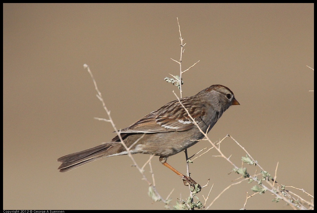 0309-081304-01.jpg - White-crowned Sparrow
