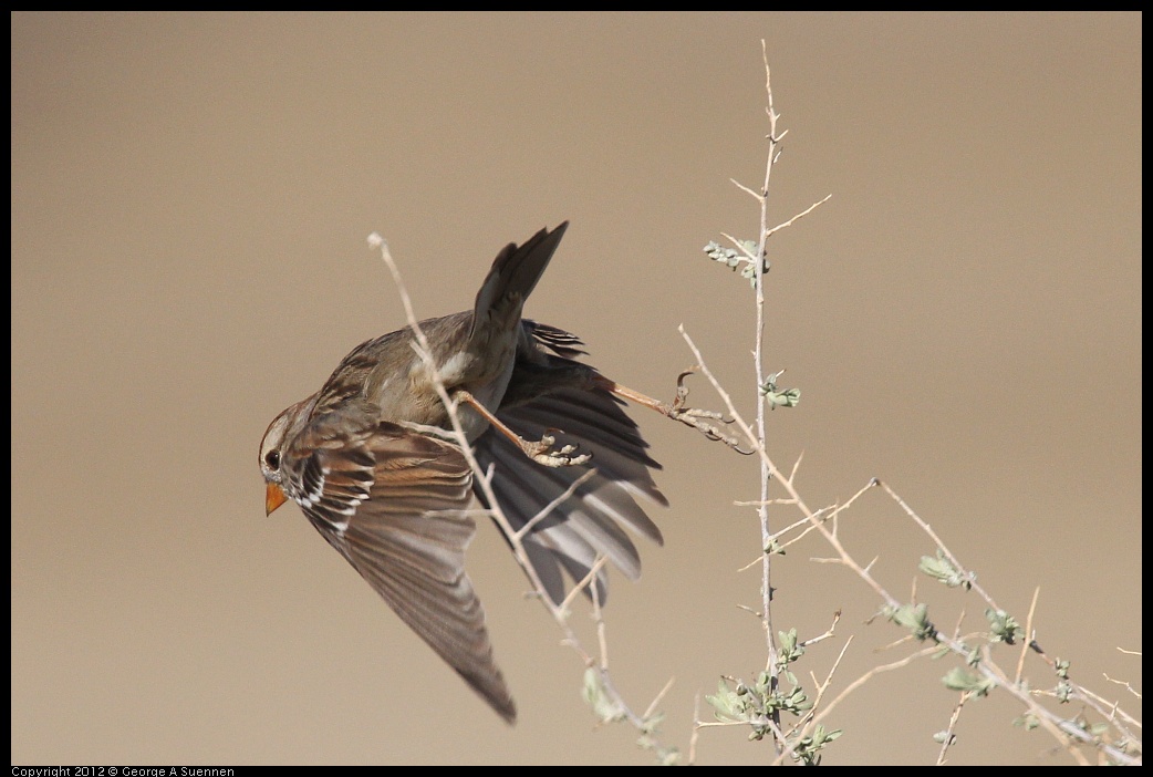 0309-081305-02.jpg - White-crowned Sparrow