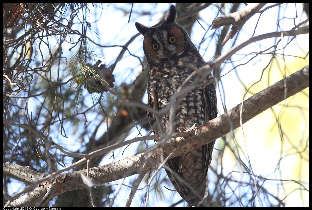 0309-082619-03.jpg - Long-eared Owl