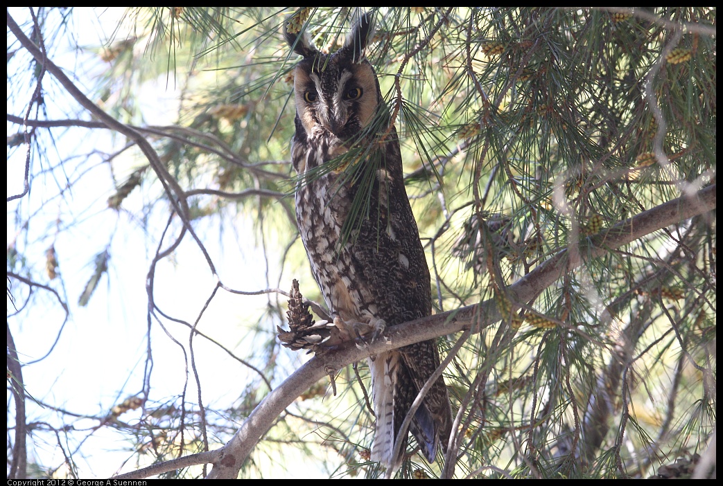 0309-082738-01.jpg - Long-eared Owl