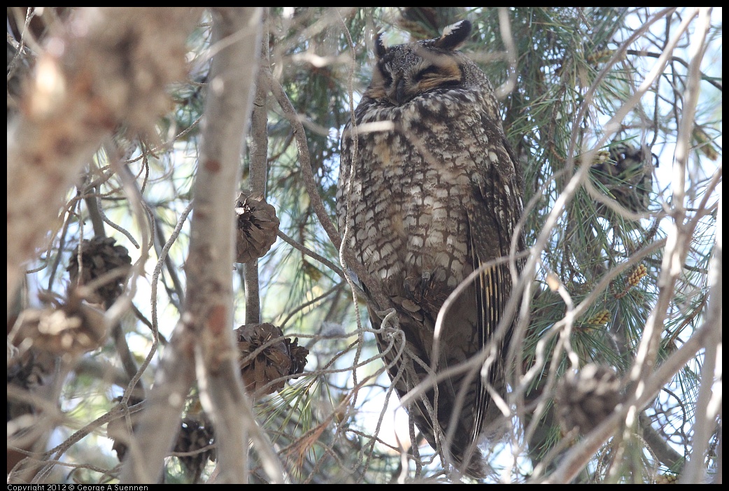 0309-083032-01.jpg - Long-eared Owl