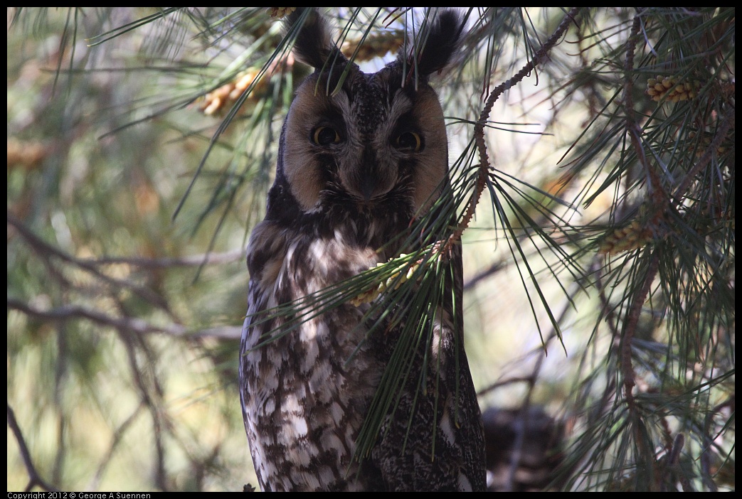 0309-083338-01.jpg - Long-eared Owl