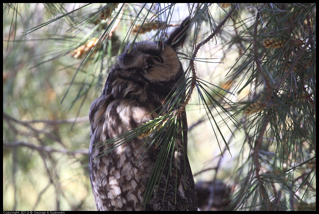 0309-083344-01.jpg - Long-eared Owl