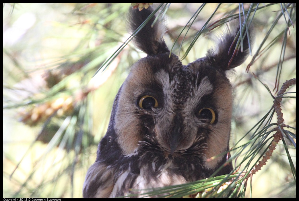 0309-083442-01.jpg - Long-eared Owl