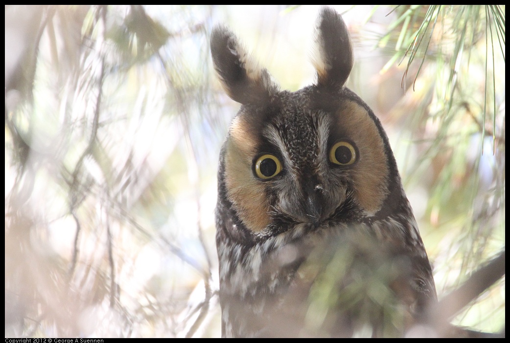 0309-083517-01.jpg - Long-eared Owl