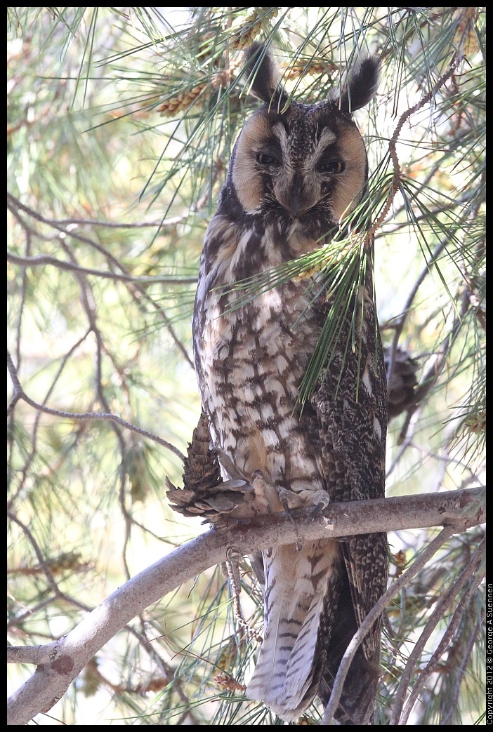 0309-083812-01.jpg - Long-eared Owl
