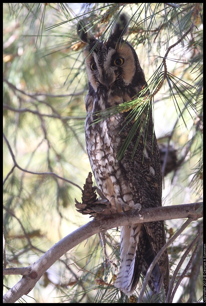 0309-083959-01.jpg - Long-eared Owl