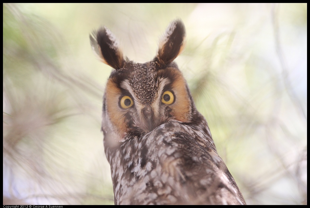0309-084724-01.jpg - Long-eared Owl