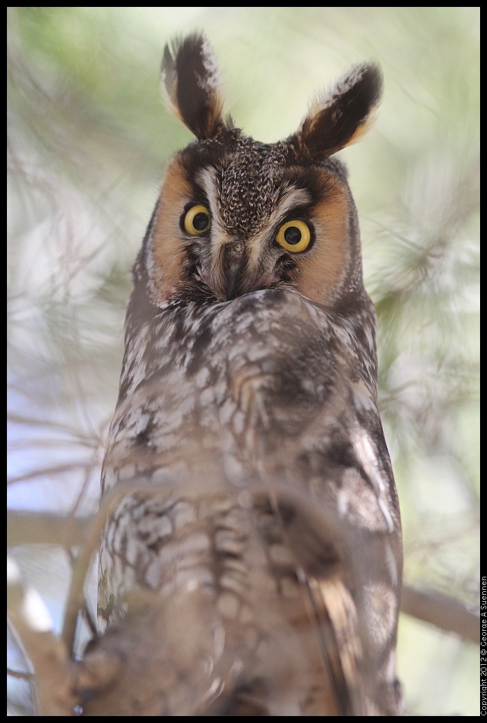 0309-084750-01.jpg - Long-eared Owl