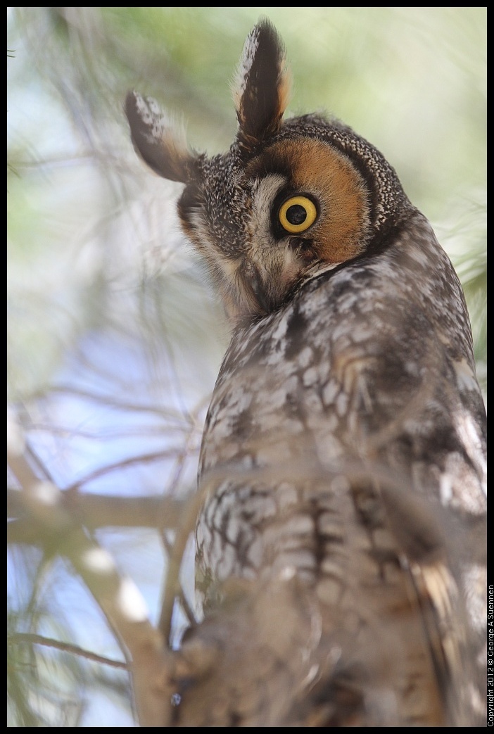 0309-084759-02.jpg - Long-eared Owl