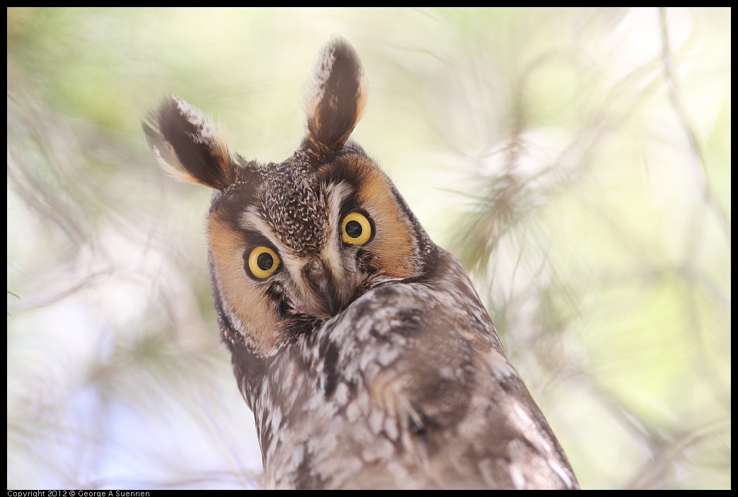 0309-084811-03.jpg - Long-eared Owl
