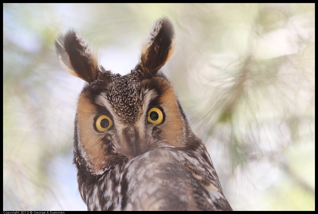0309-084853-02.jpg - Long-eared Owl