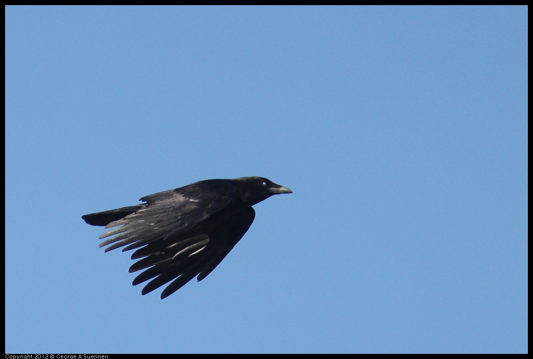 0309-085127-01.jpg - American Crow