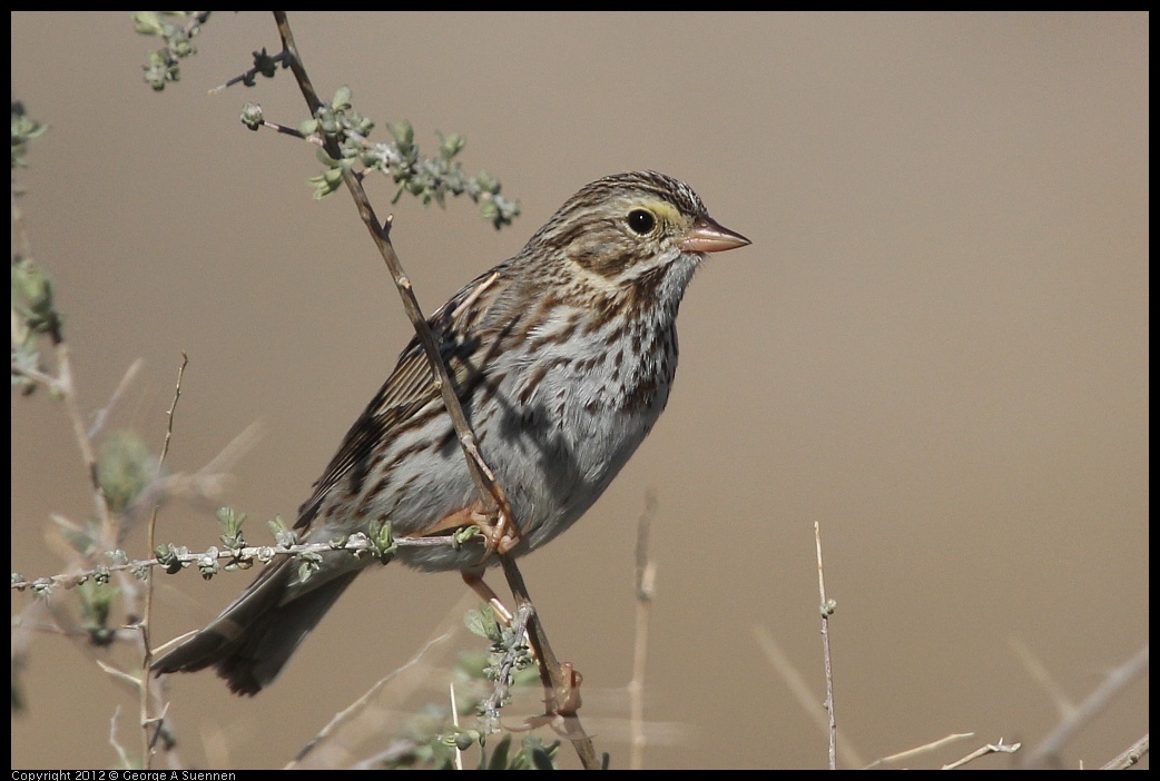 0309-085823-02.jpg - Savannah Sparrow
