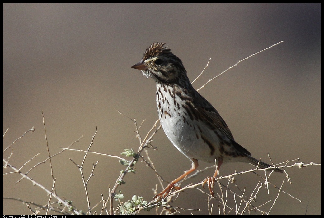 0309-091351-03.jpg - Savannah Sparrow