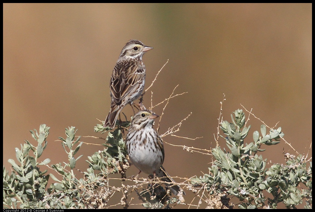0309-091435-02.jpg - Savannah Sparrow