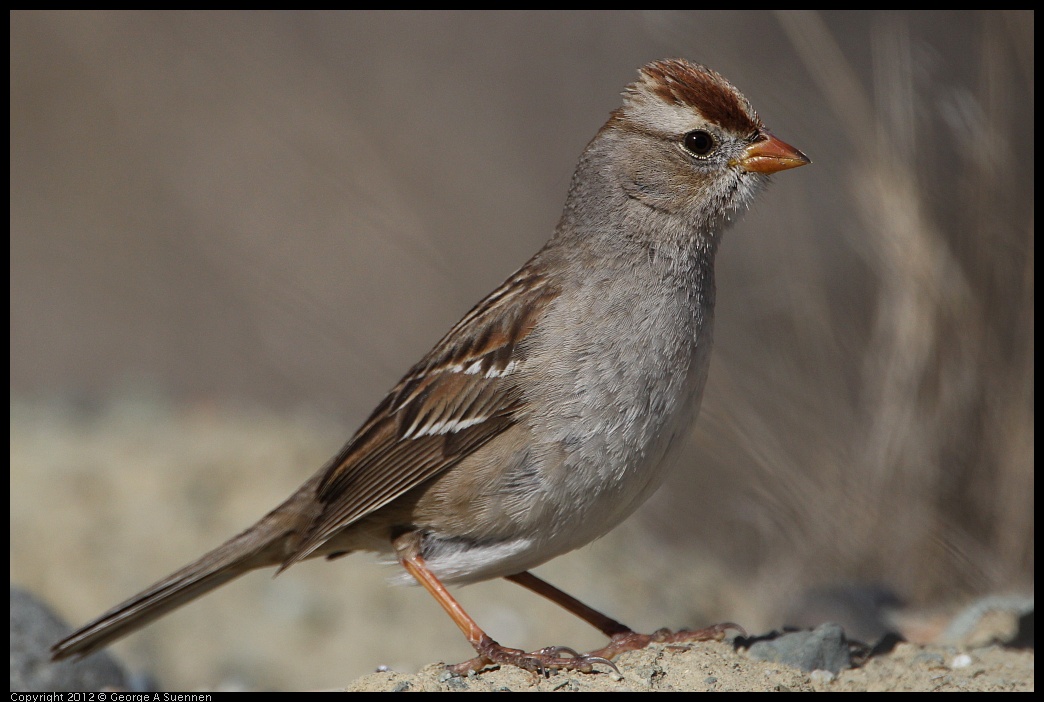 0309-095606-02.jpg - White-crowned Sparrow