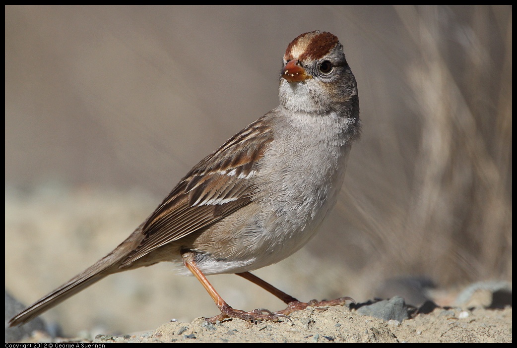 0309-095612-01.jpg - White-crowned Sparrow