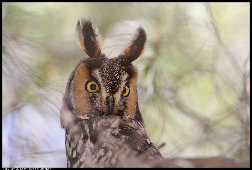 0309-101206-01.jpg - Long-eared Owl