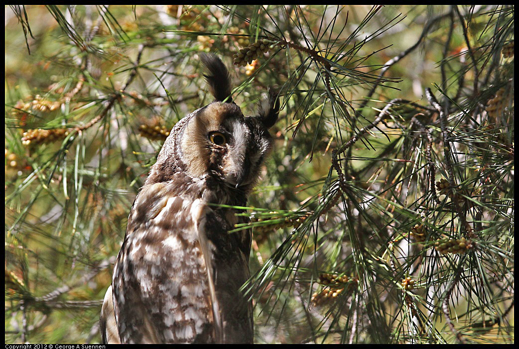 0309-101550-01.jpg - Long-eared Owl