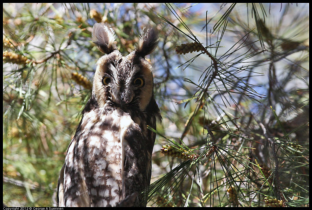 0309-101633-03.jpg - Long-eared Owl