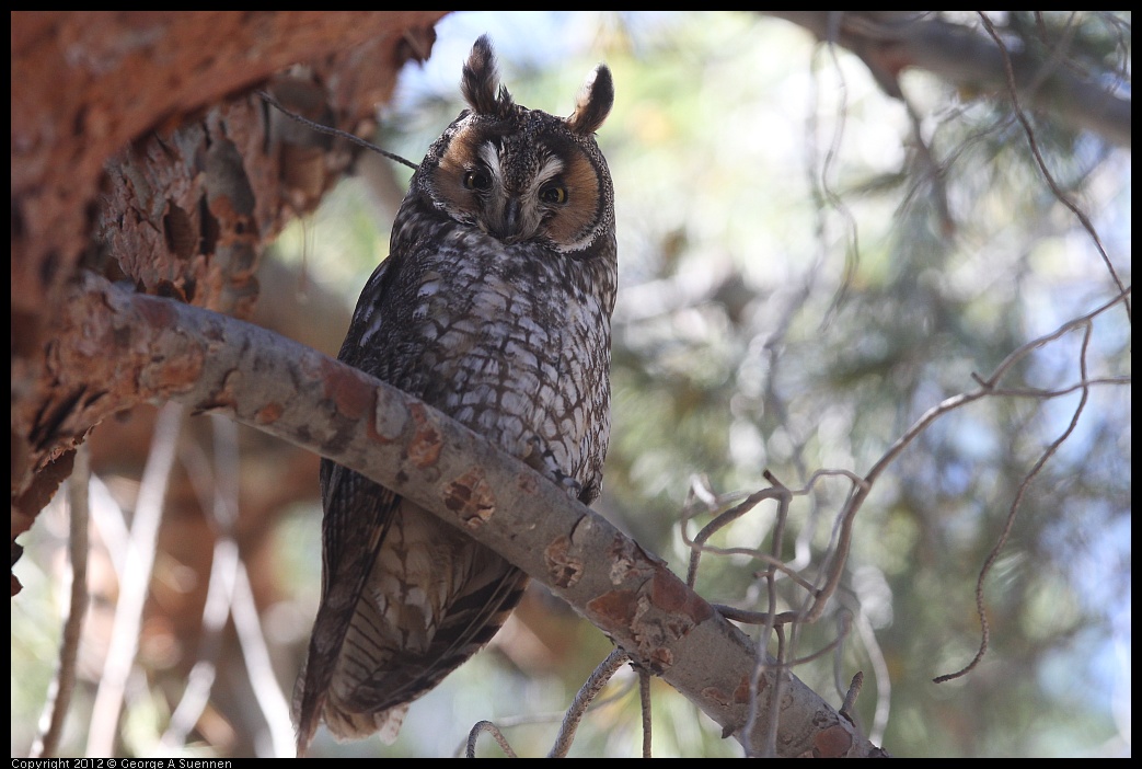 0309-101754-01.jpg - Long-eared Owl