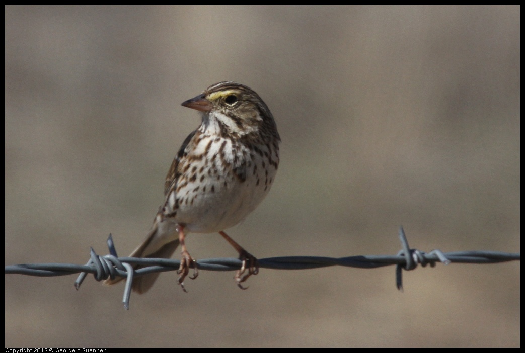 0309-105407-03.jpg - Savannah Sparrow