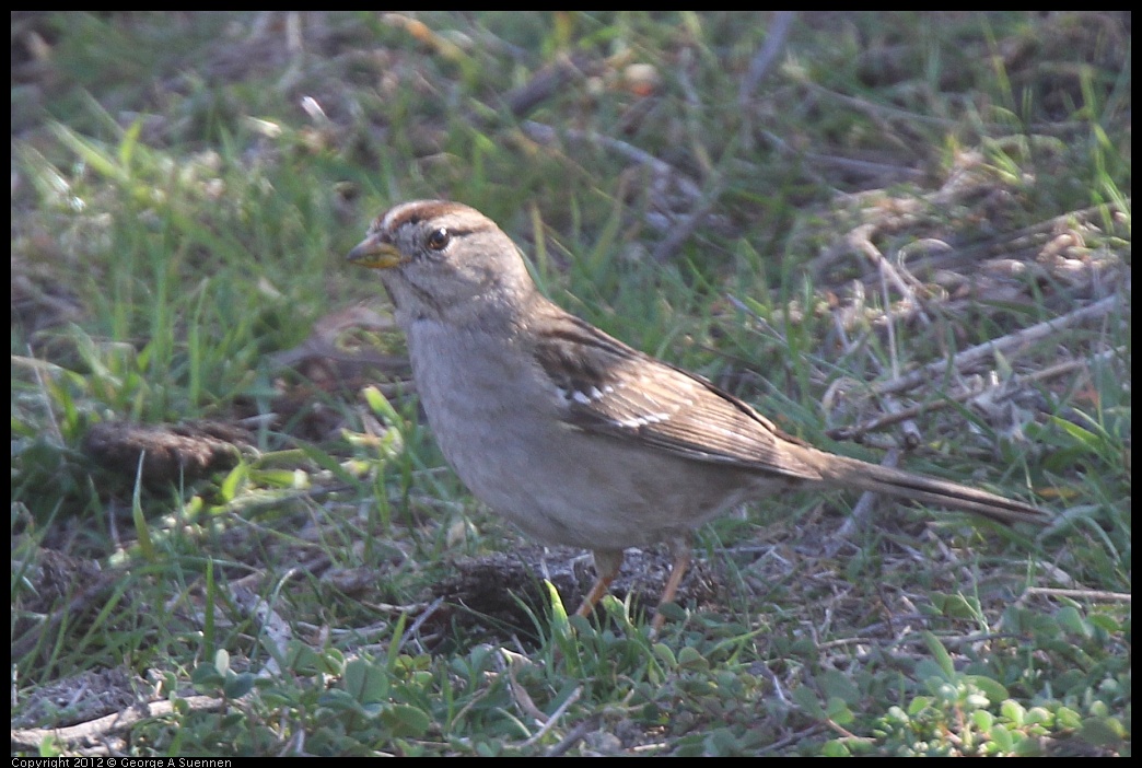 0309-144857-01.jpg - White-crowned Sparrow