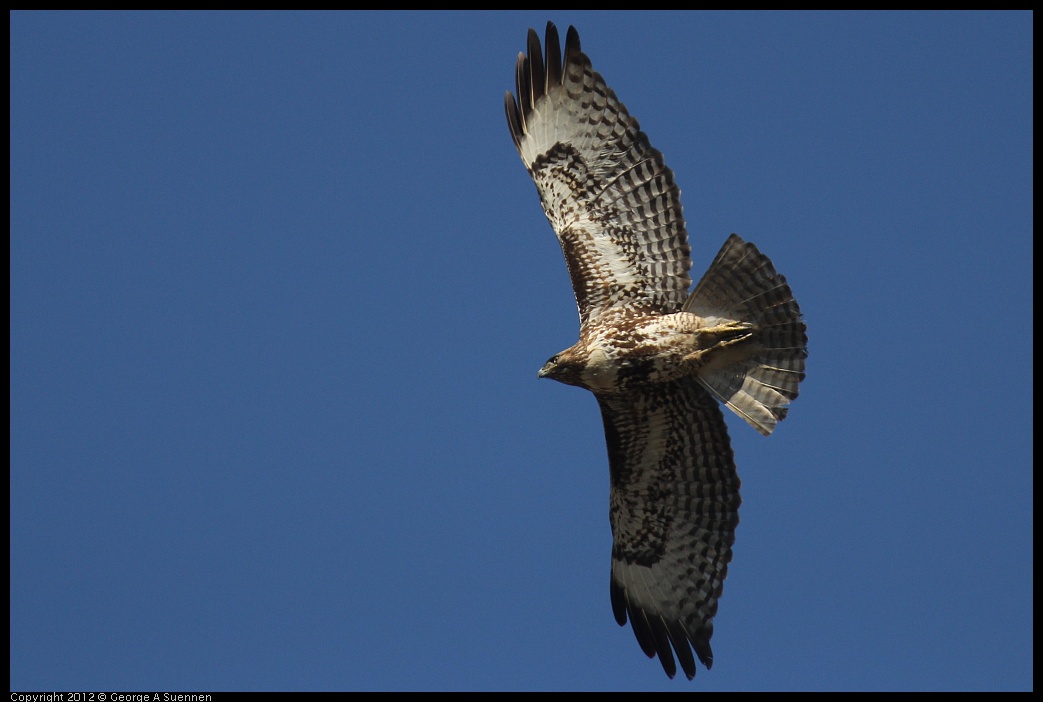 0309-145035-01.jpg - Red-tailed Hawk