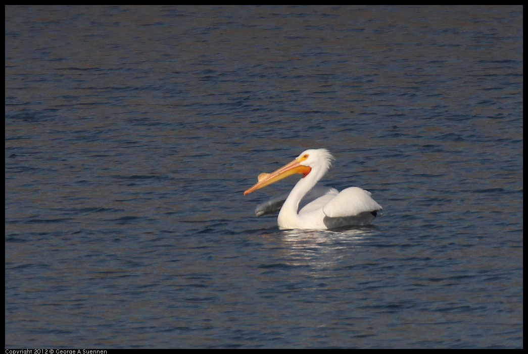 0309-155155-02.jpg - American White Pelican