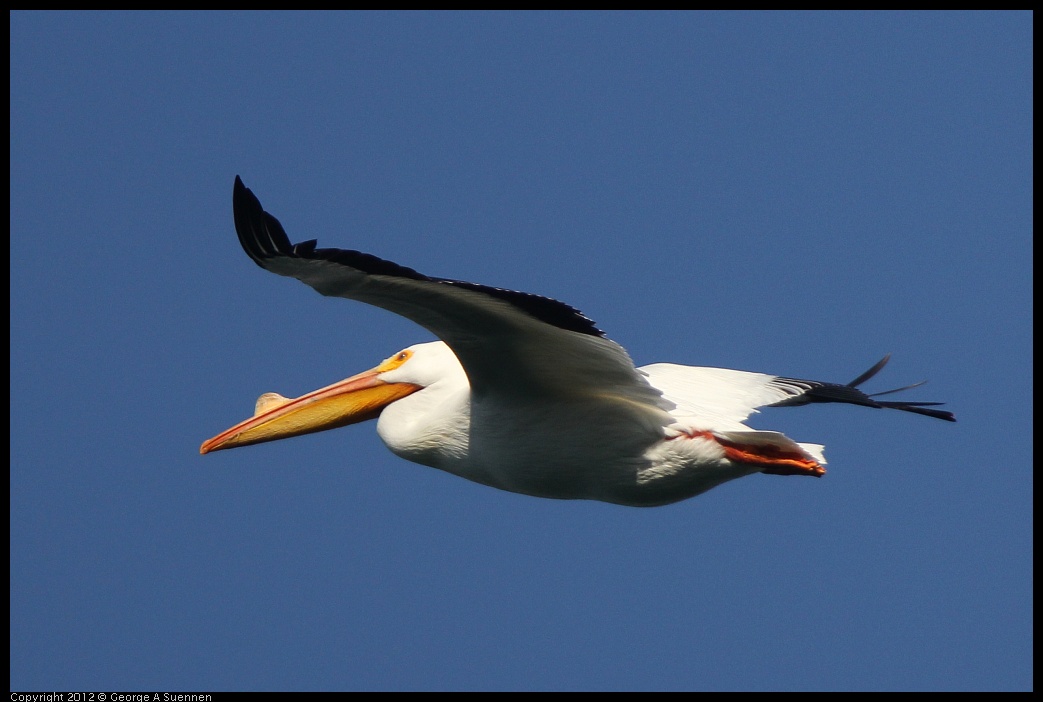 0309-155503-01.jpg - American White Pelican